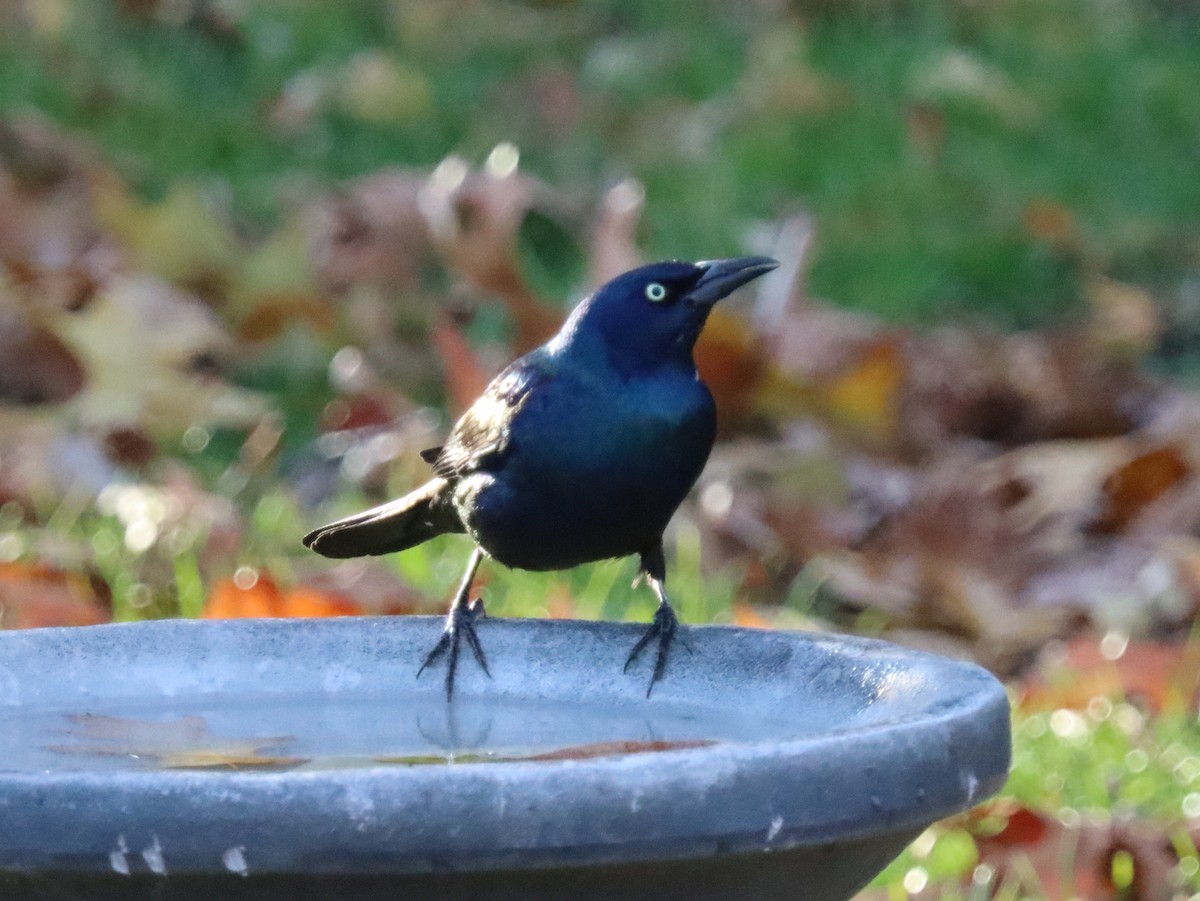 Пурпурный гракл - ML644785594