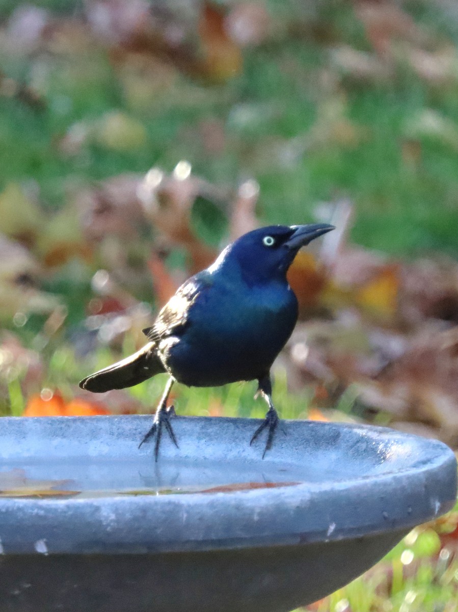 オオクロムクドリモドキ - ML644785595