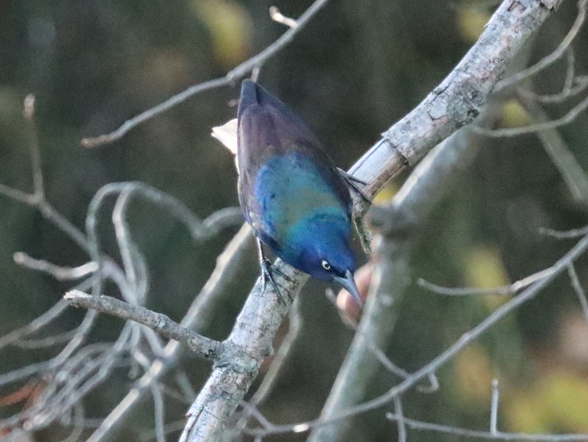 オオクロムクドリモドキ - ML644785596