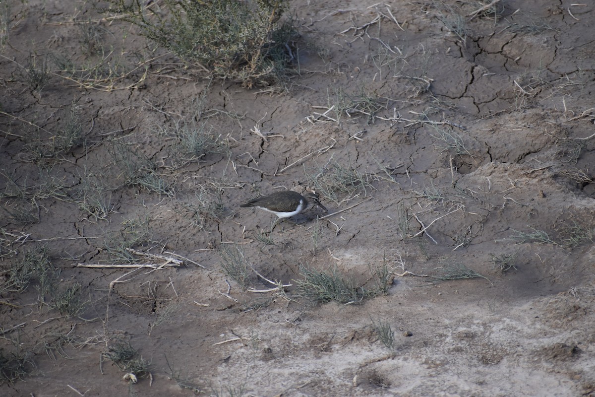 アメリカイソシギ - ML644785597