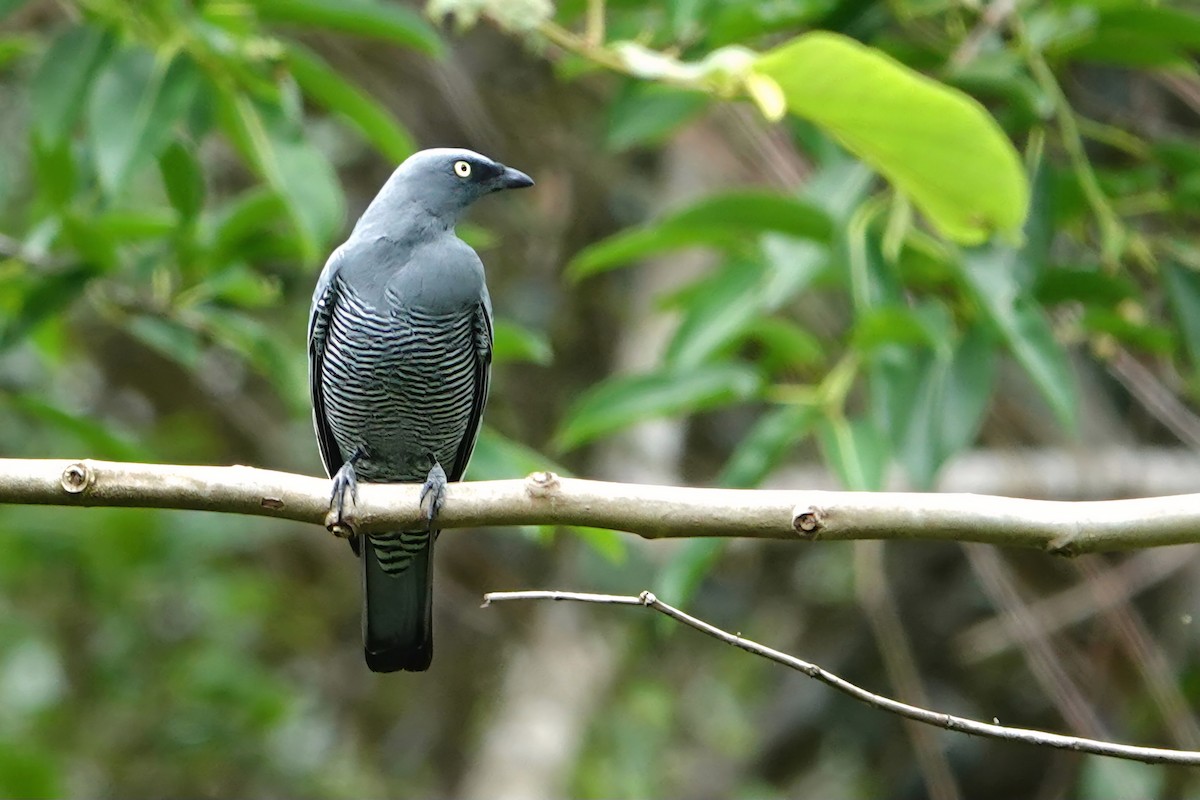 ヨコジマカッコウサンショウクイ - ML644785598