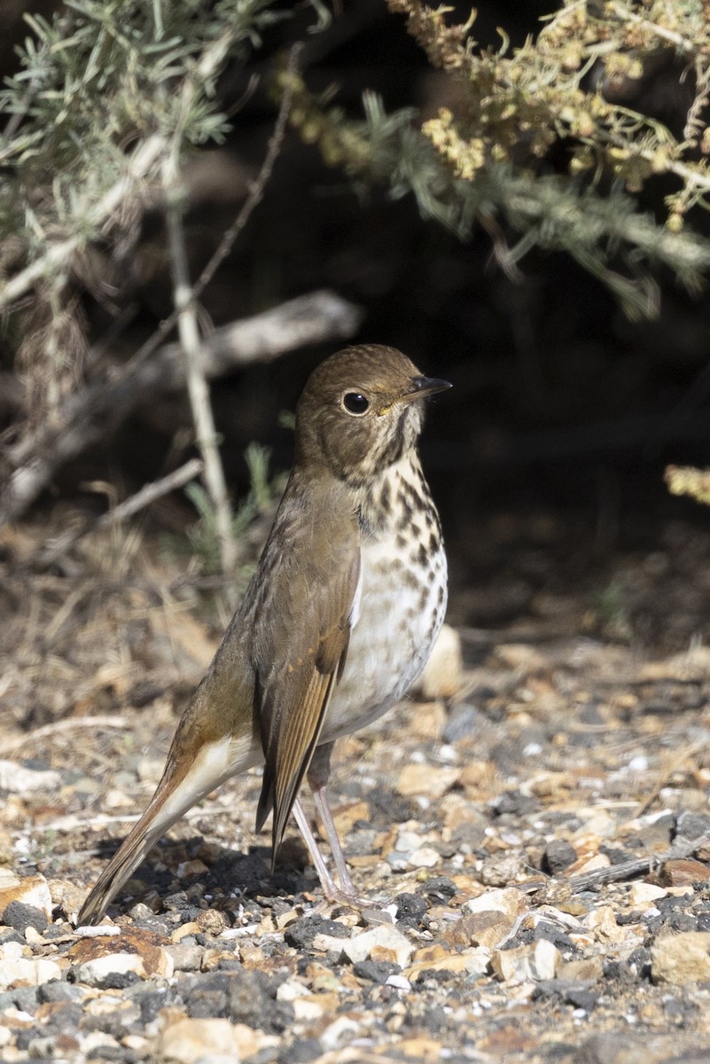 Hermit Thrush - ML644785599