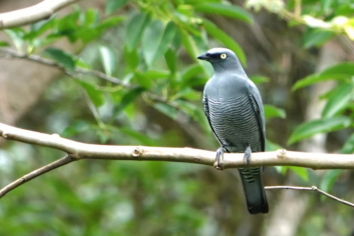 ヨコジマカッコウサンショウクイ - ML644785602