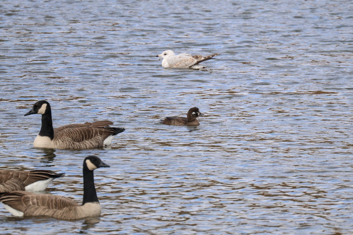 Palyaço Ördeği - ML644785603