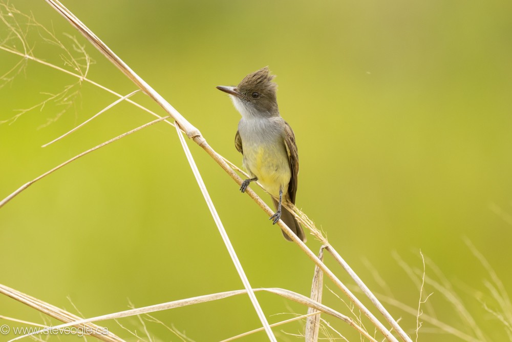 アカハシヒタキモドキ - ML644785604