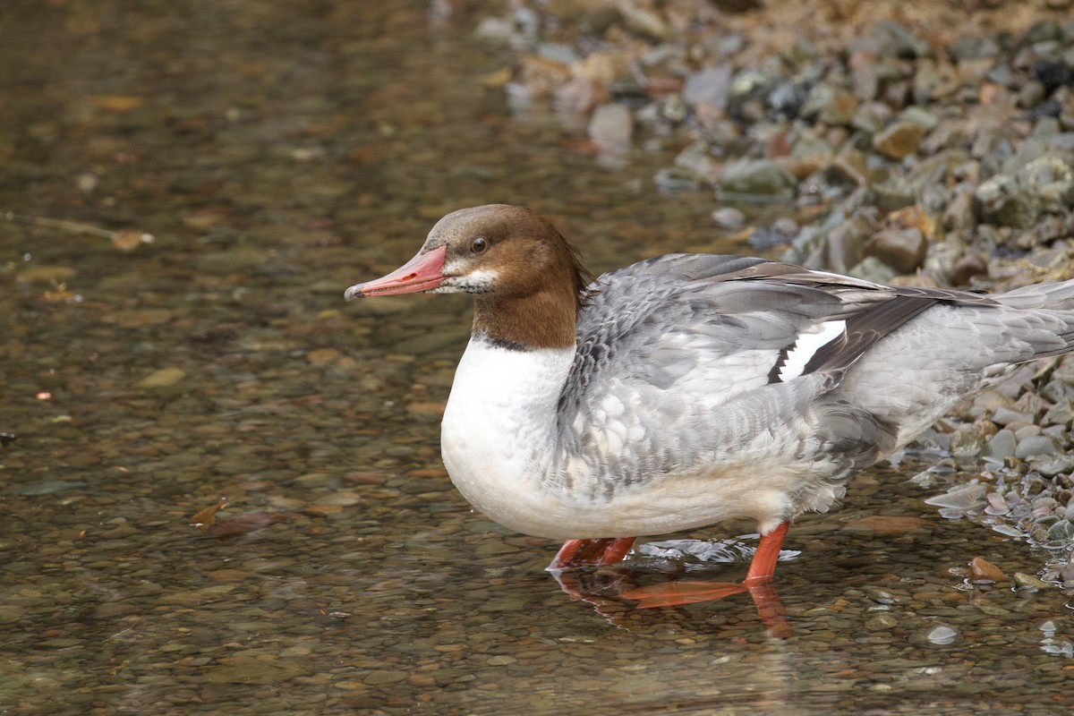 カワアイサ - ML644785605