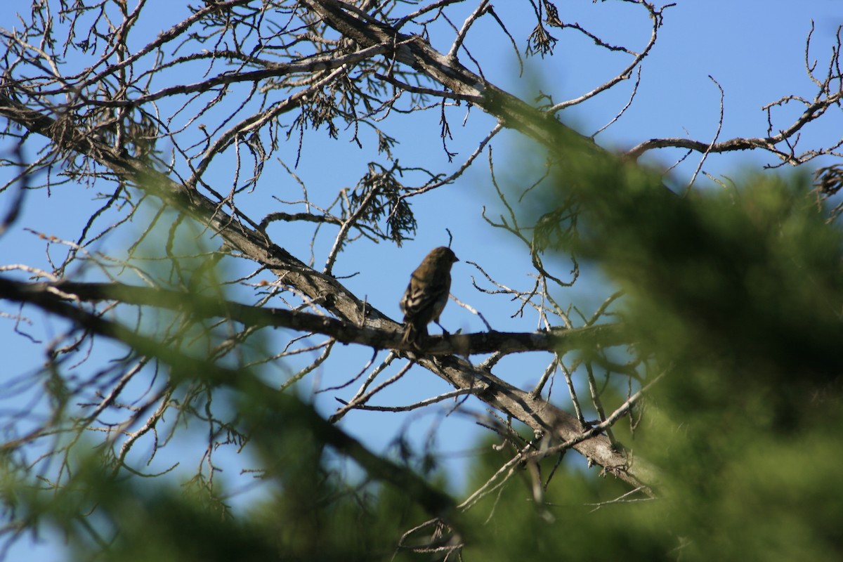 Толстоклювый колорин - ML644785606