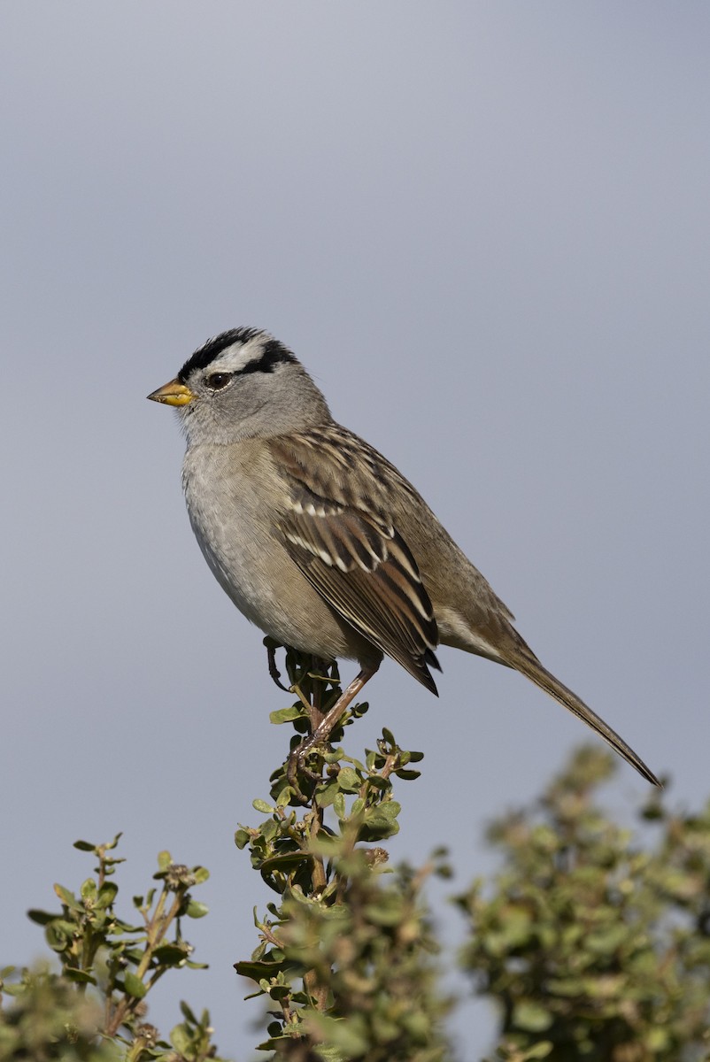White-crowned Sparrow - ML644785607
