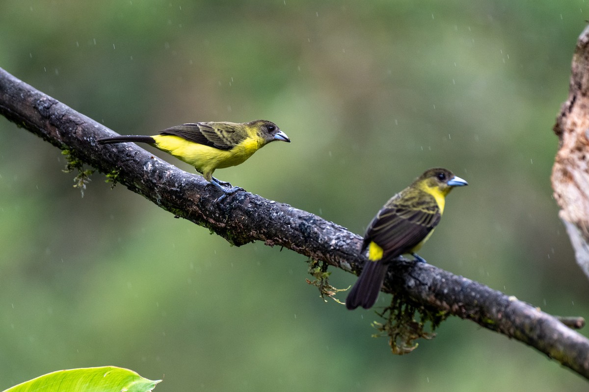 ミナミコシアカフウキンチョウ - ML644785608