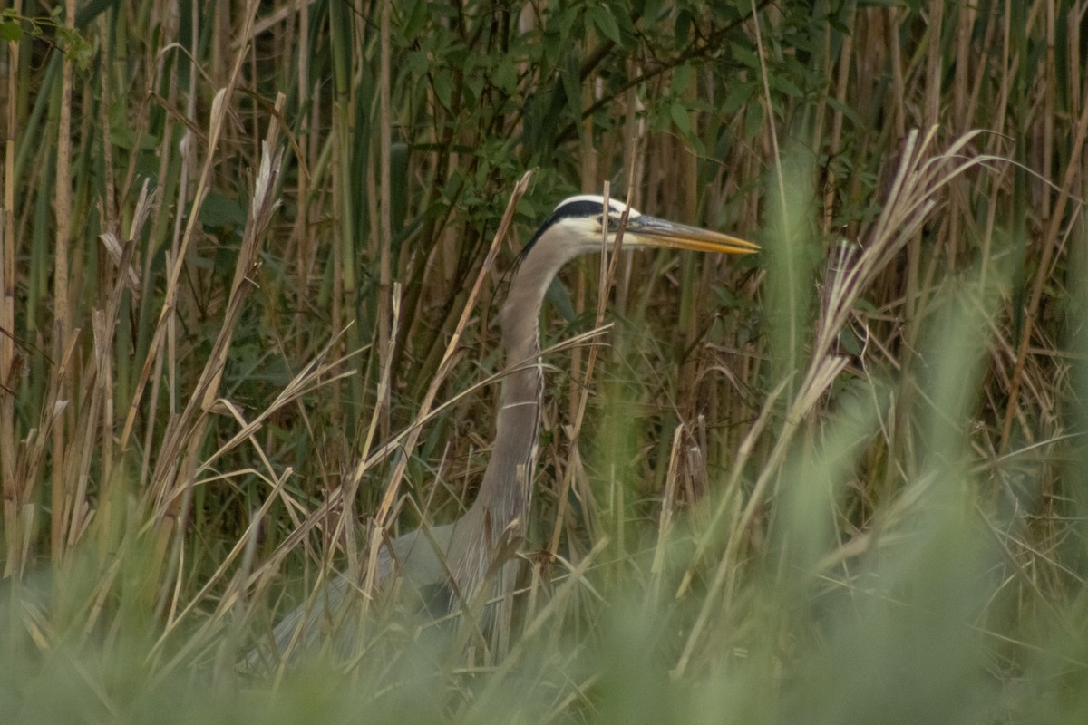 オオアオサギ - ML644785609