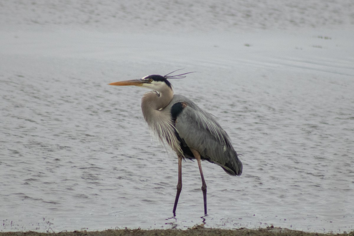 オオアオサギ - ML644785610