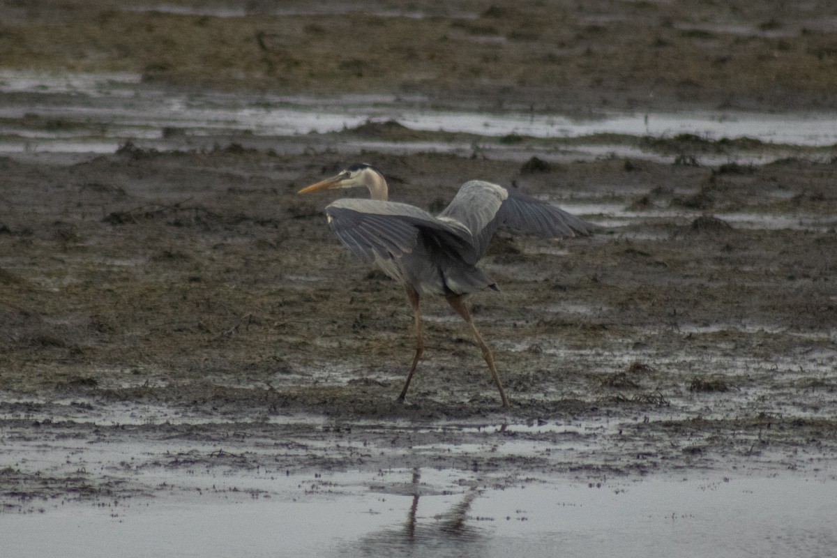 オオアオサギ - ML644785611