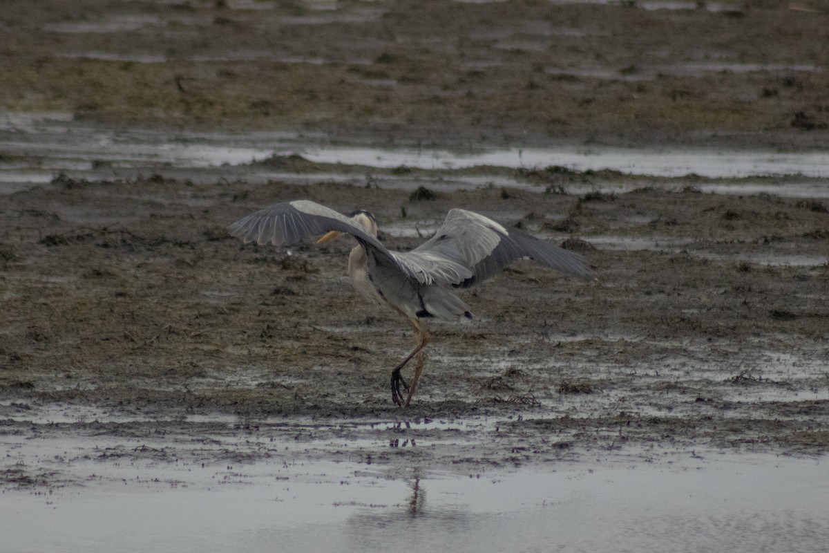 オオアオサギ - ML644785612