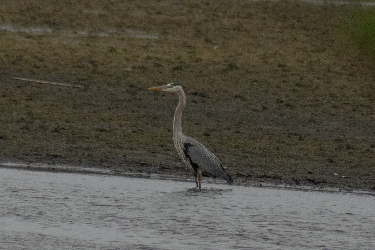 オオアオサギ - ML644785613