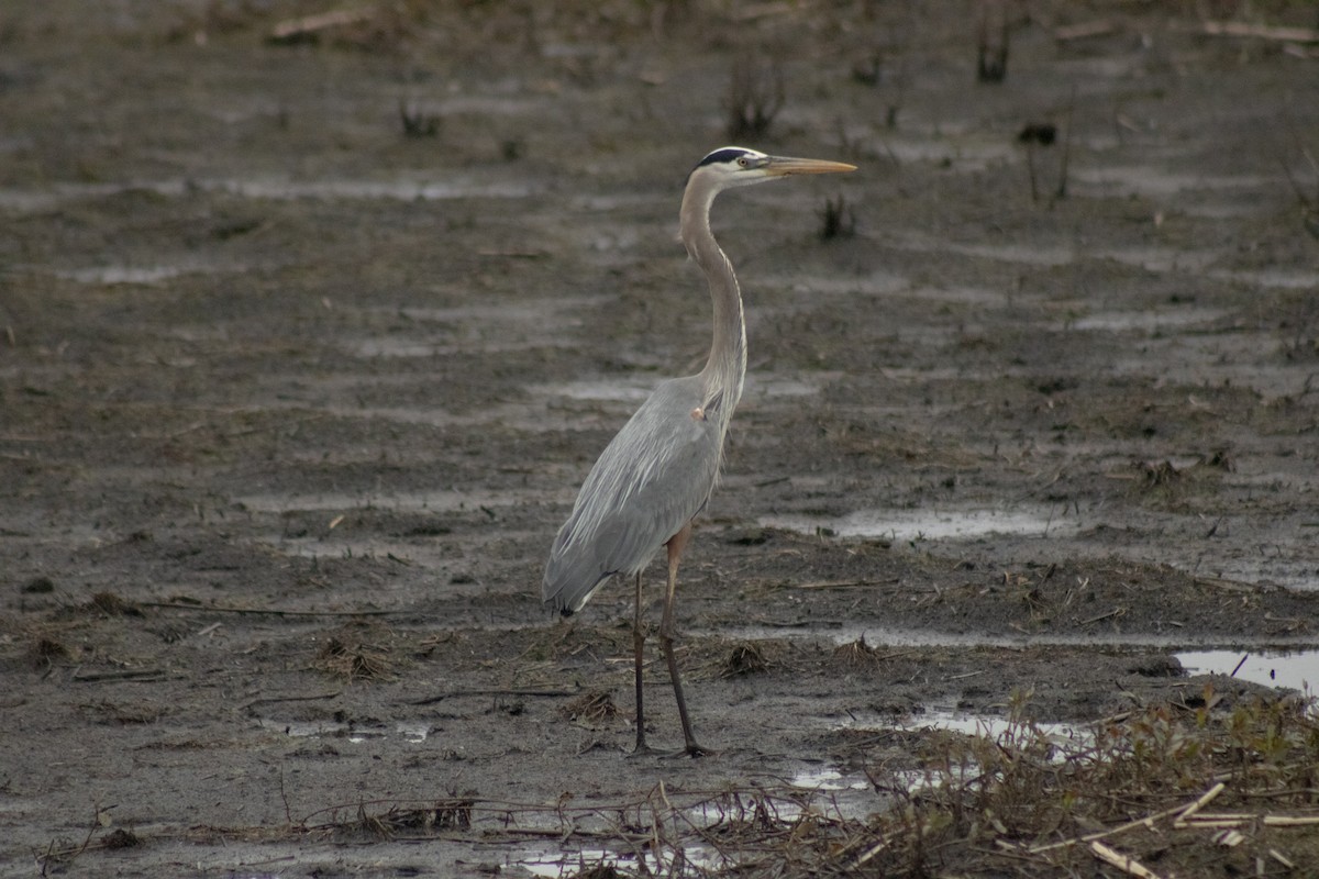 オオアオサギ - ML644785614