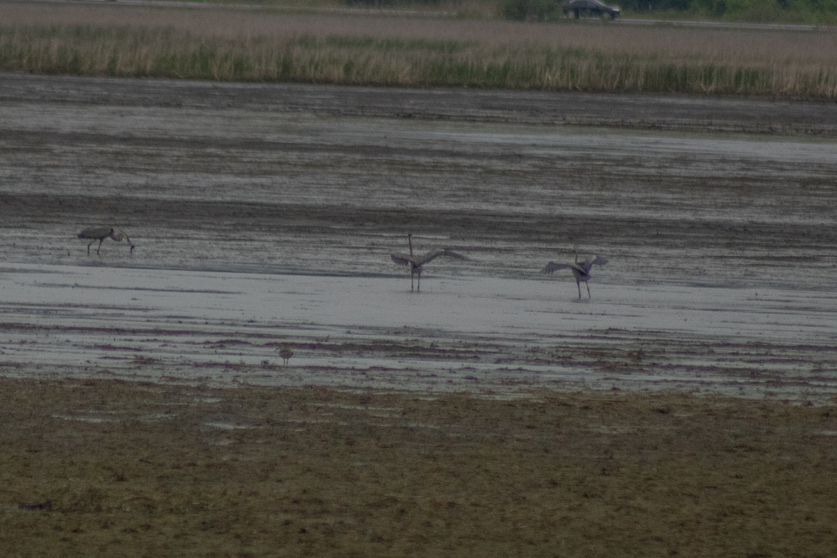 オオアオサギ - ML644785615