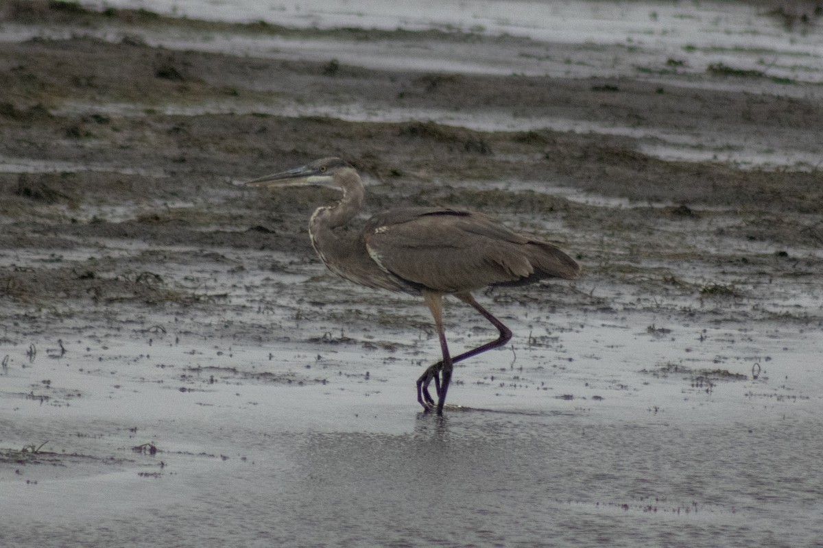 オオアオサギ - ML644785616