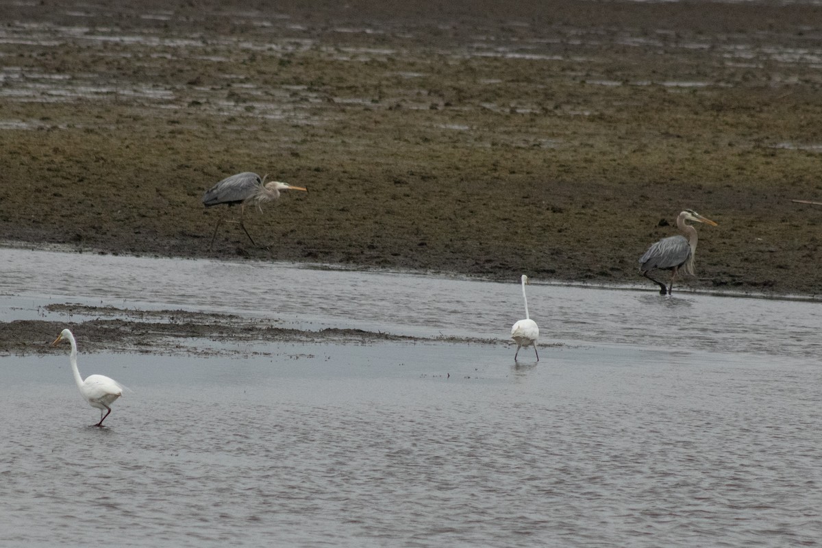 オオアオサギ - ML644785617