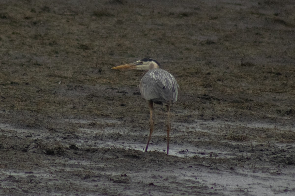 オオアオサギ - ML644785618