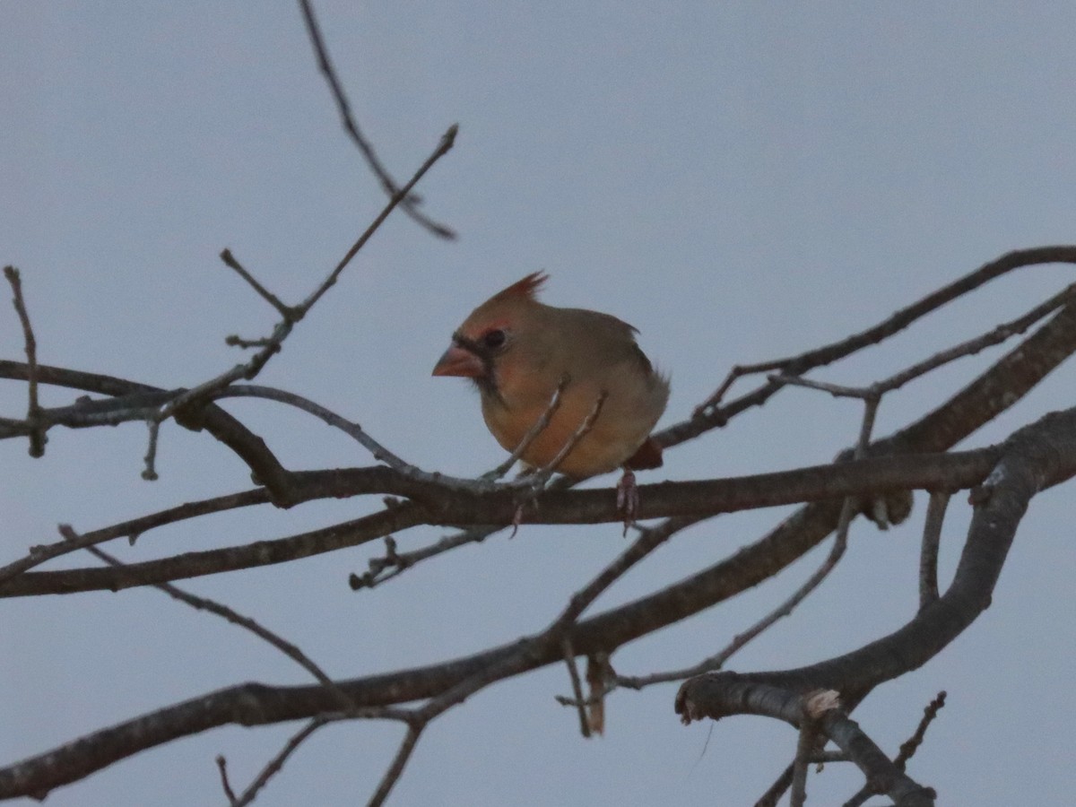 Красный кардинал - ML644785621