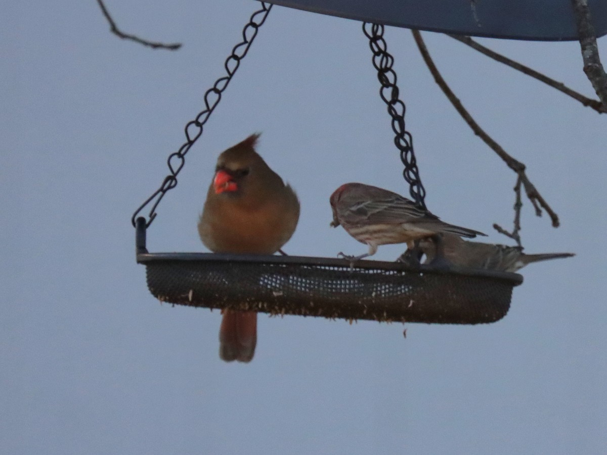 Красный кардинал - ML644785622