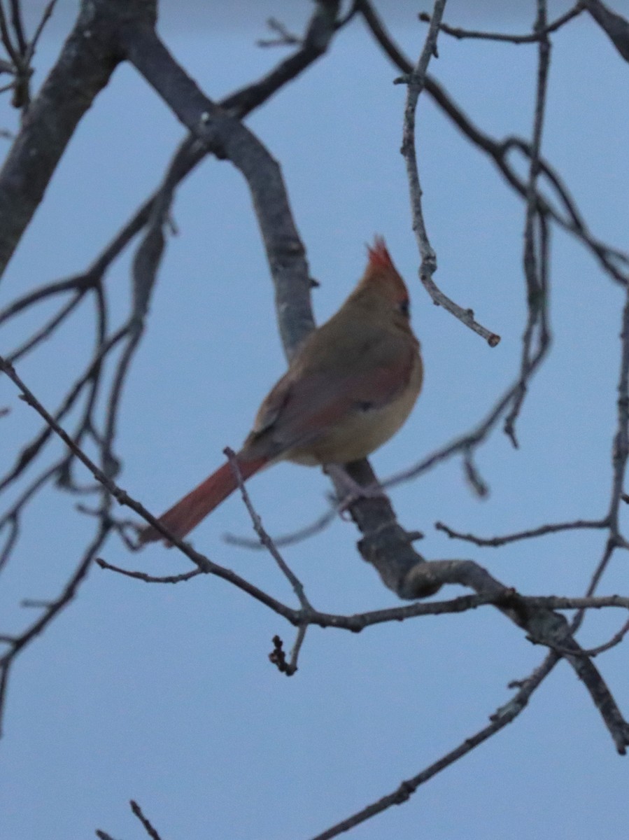 Красный кардинал - ML644785623