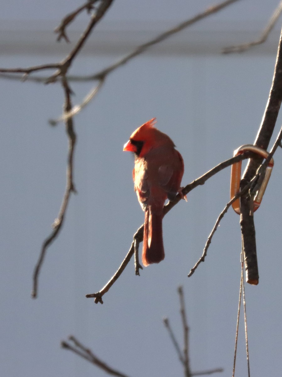 Красный кардинал - ML644785624