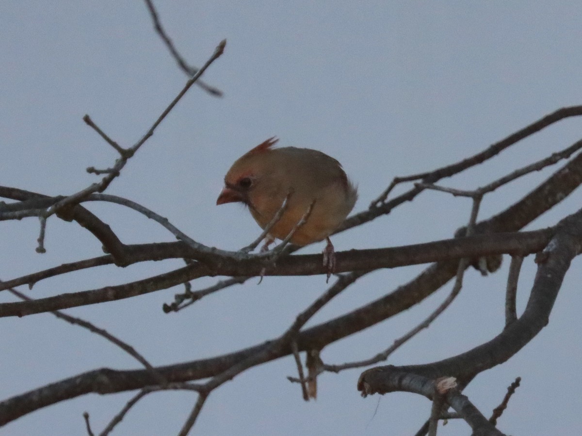 Красный кардинал - ML644785625