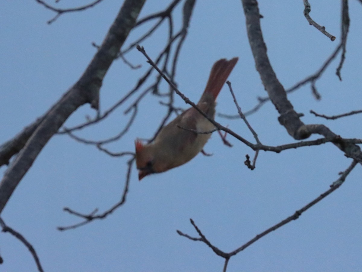 Красный кардинал - ML644785626