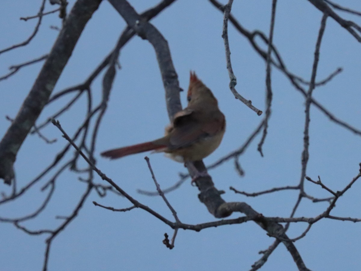 Красный кардинал - ML644785627