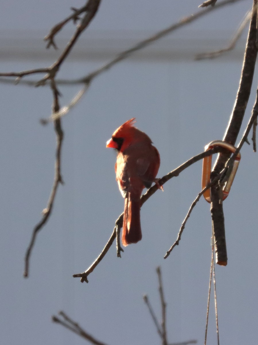 Красный кардинал - ML644785628