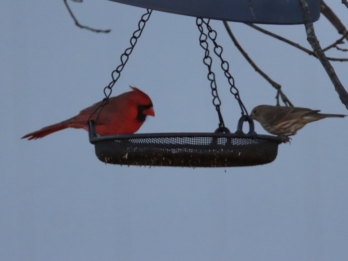 Красный кардинал - ML644785629