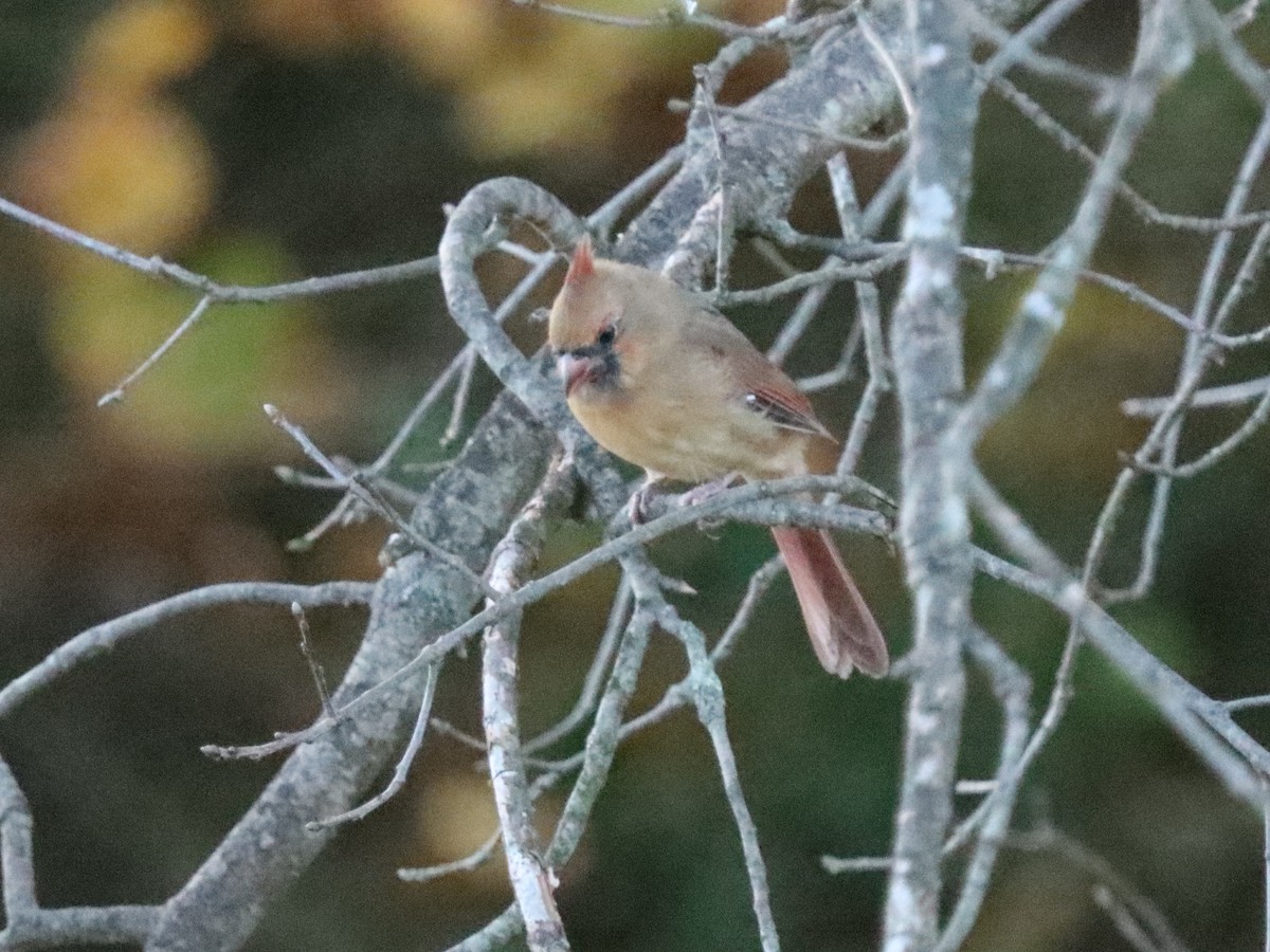 Красный кардинал - ML644785630