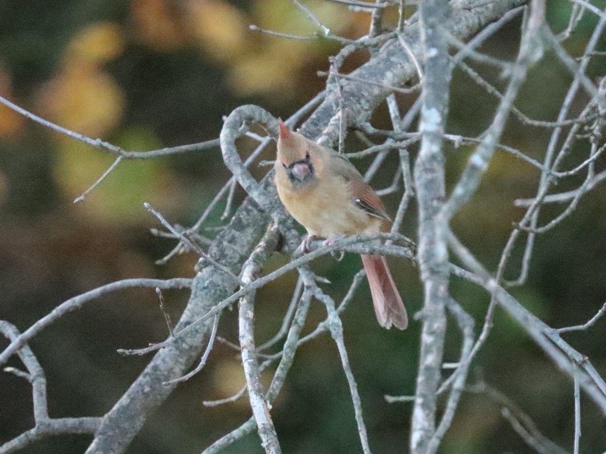 Красный кардинал - ML644785631