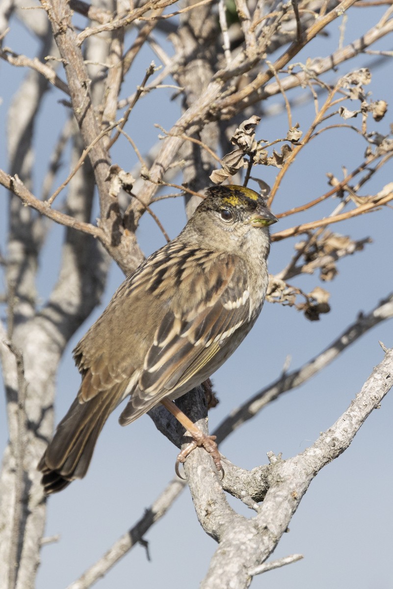 Golden-crowned Sparrow - ML644785632