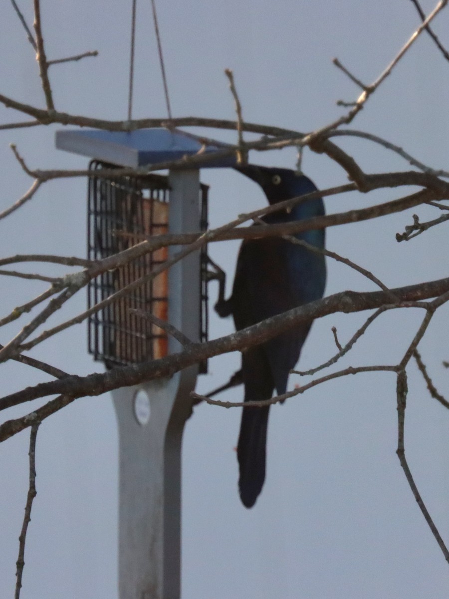 Пурпурный гракл - ML644785634