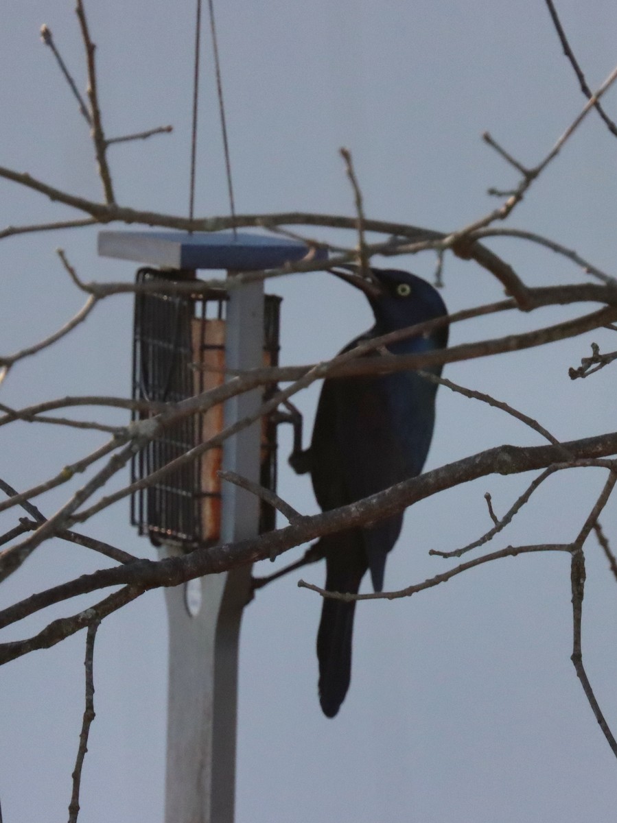 Пурпурный гракл - ML644785635