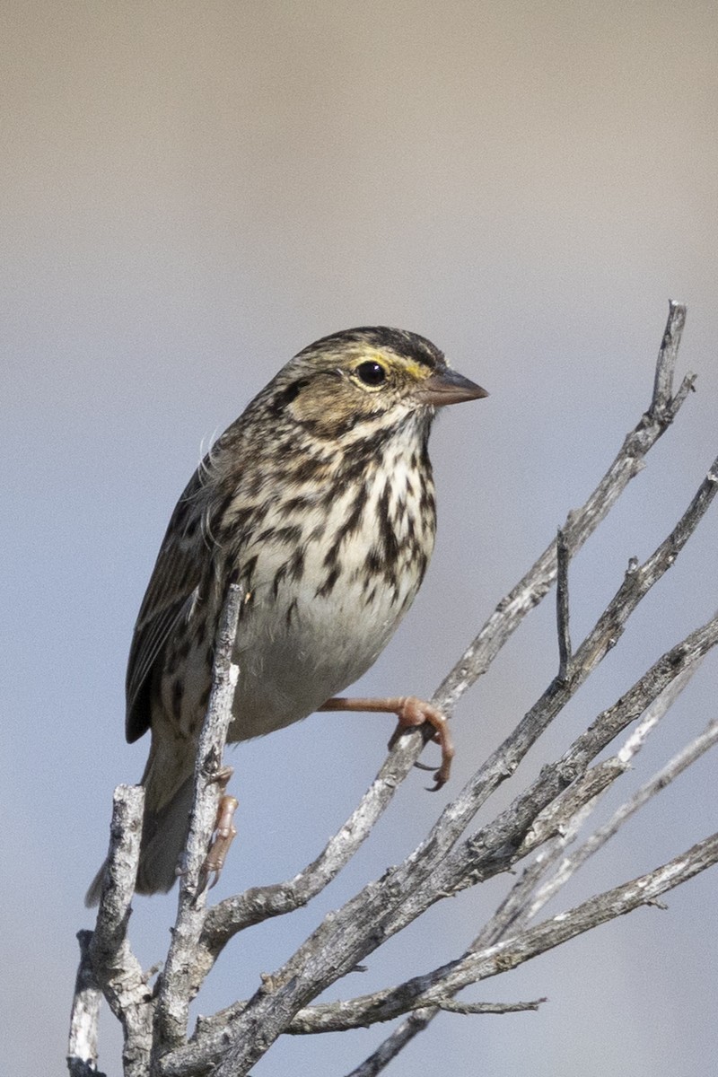 Savannah Sparrow - ML644785657