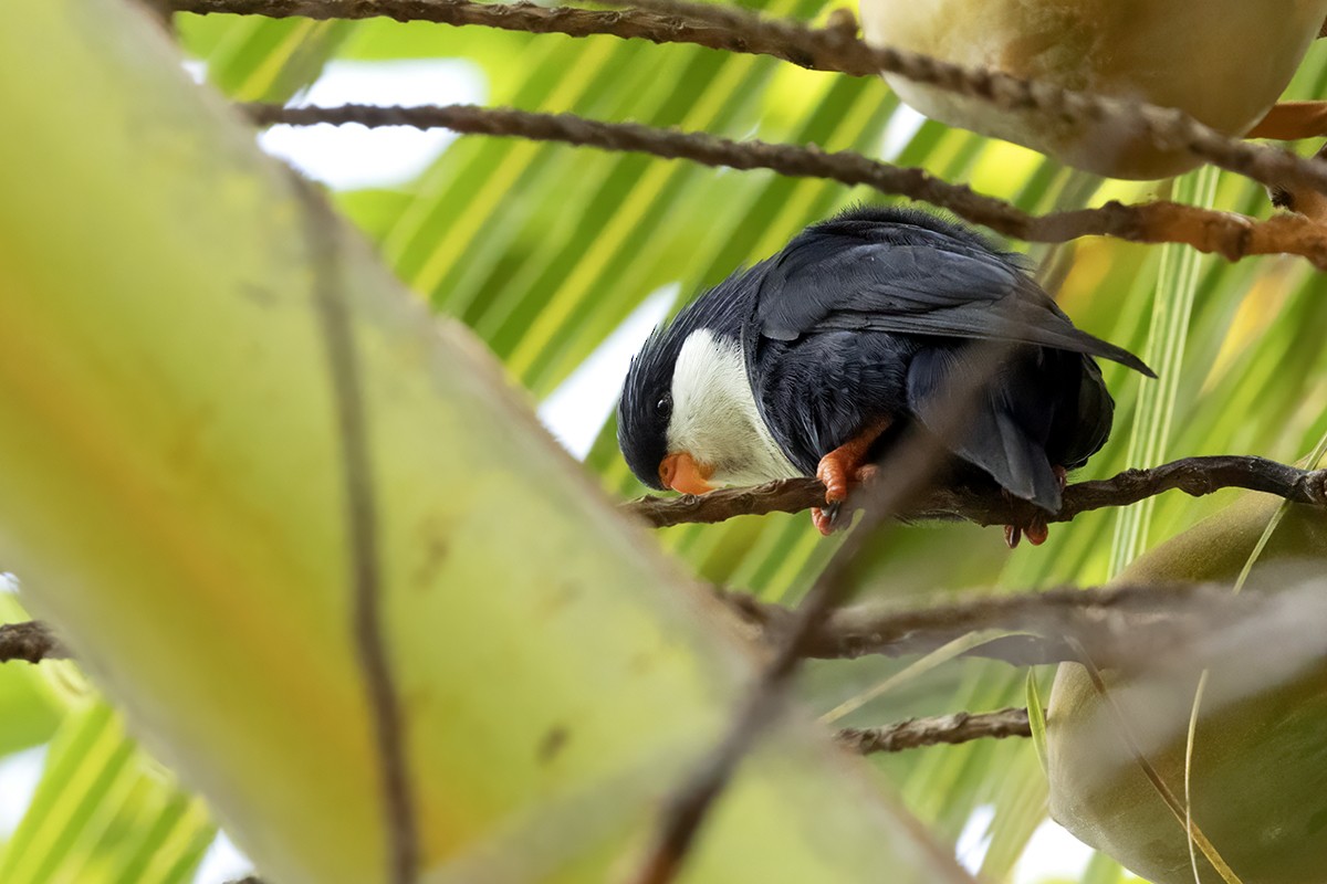 Blue Lorikeet - ML644785659