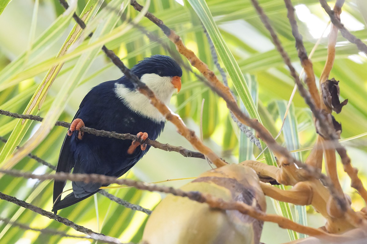 Blue Lorikeet - ML644785660