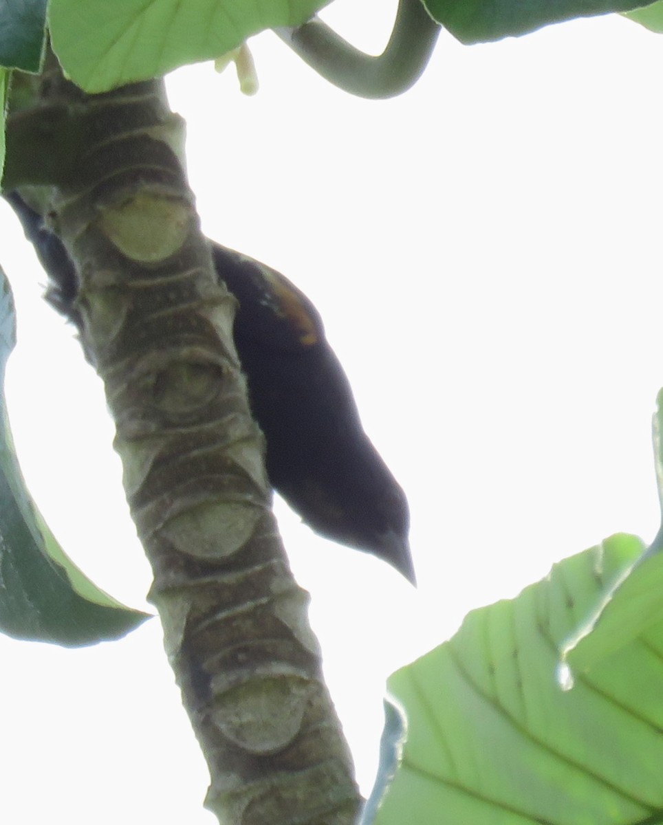 brunskuldertrupial - ML644785662