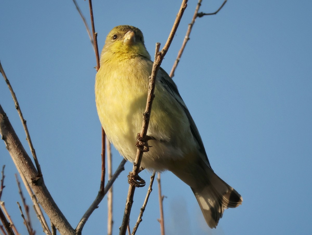 Lesser Goldfinch - ML644785663