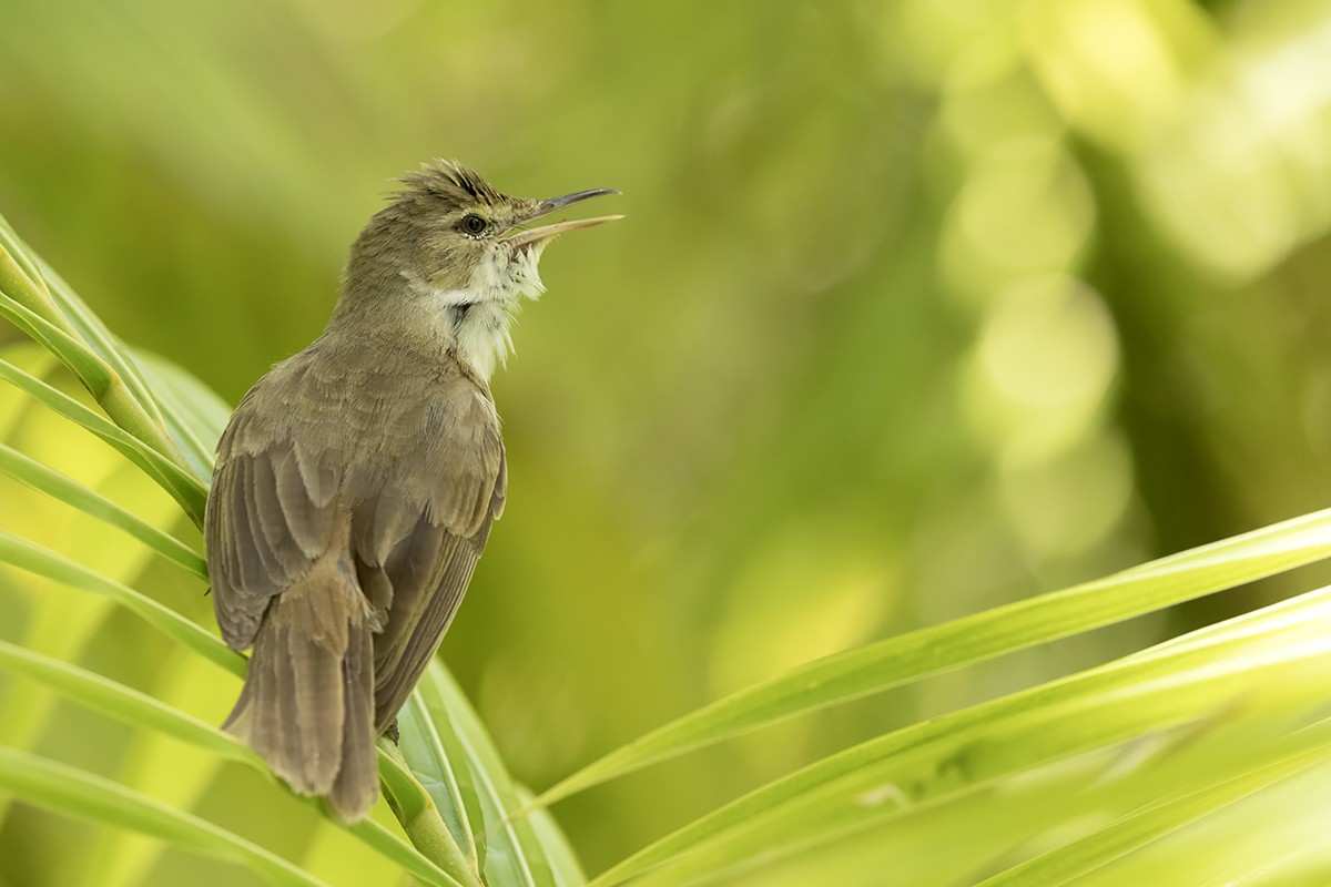 Tuamotu Reed Warbler - ML644785664