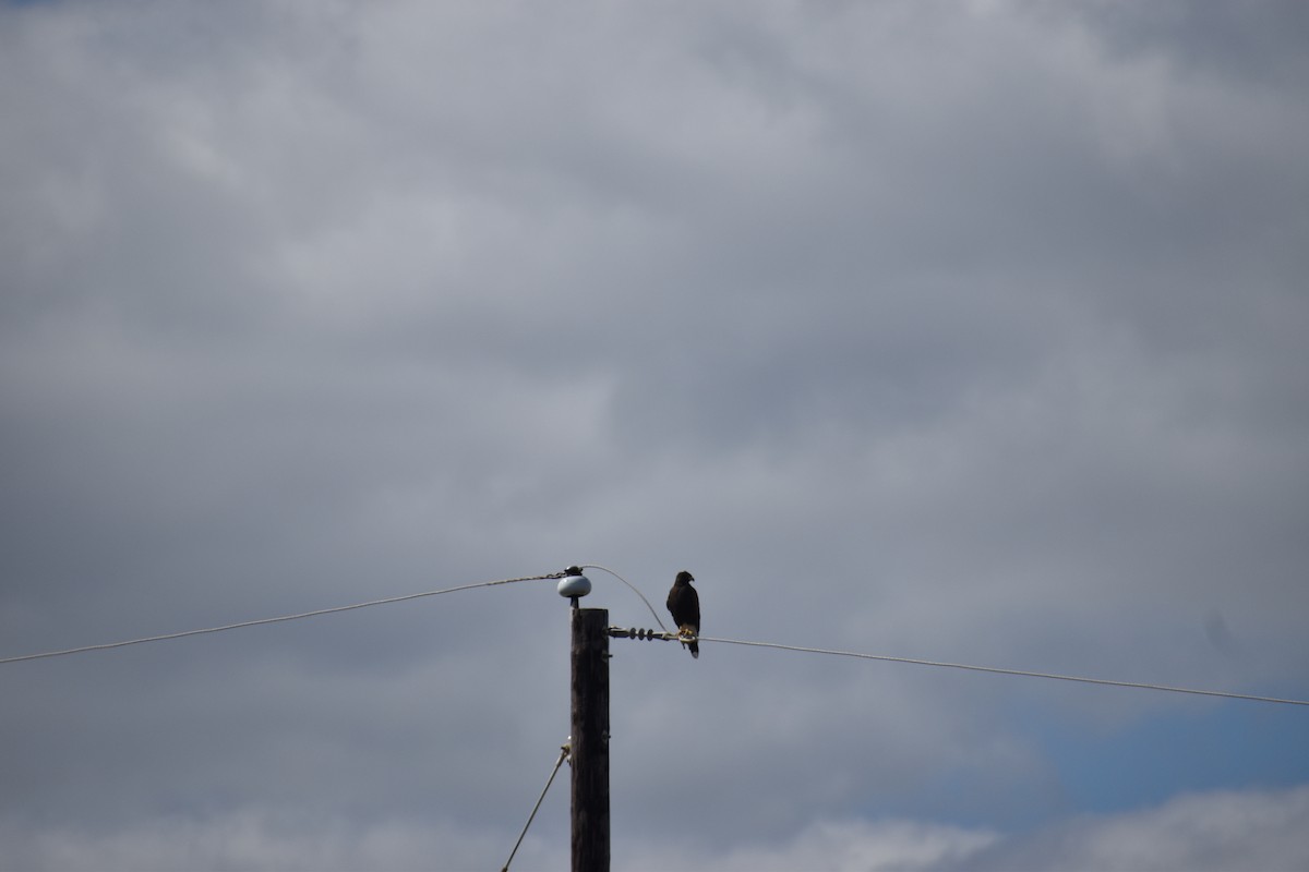 Harris's Hawk - ML644785668