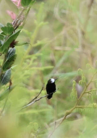 Snowcap - ML644785671