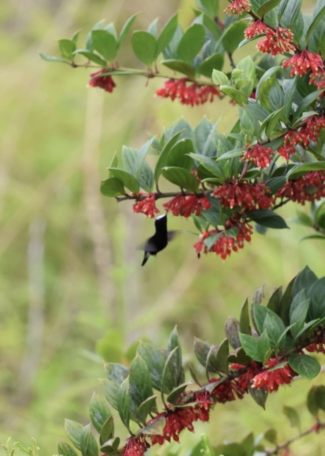 Snowcap - ML644785672