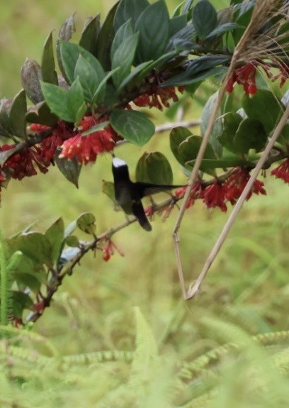 Snowcap - ML644785673