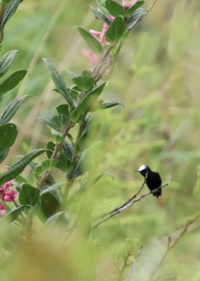 Snowcap - ML644785674