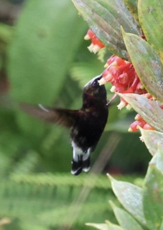 Snowcap - ML644785675