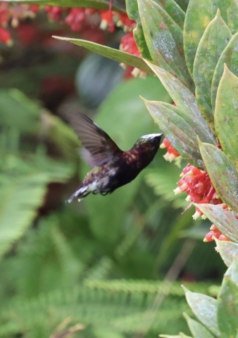 Snowcap - ML644785678